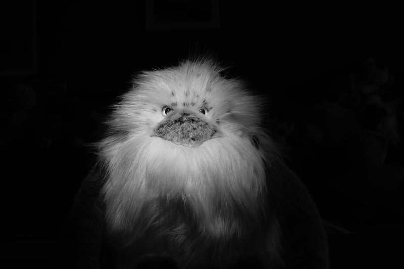 Yeti